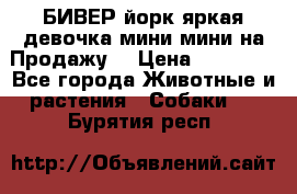 БИВЕР йорк яркая девочка мини мини на Продажу! › Цена ­ 45 000 - Все города Животные и растения » Собаки   . Бурятия респ.